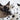 The Impact of Cat Dander, Fur, and Odors on Human Life and Health