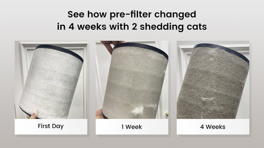 Cat hair floating like snow throughout a home with cats