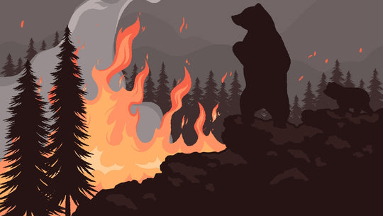 Wildfire smoke in the sky making air purifiers essential for homes