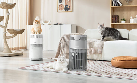 Cat with asthma breathing easier with W-Cat air purifier at home