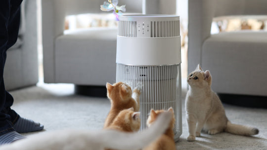 W-Cat air purifier essential tip for every cat owner