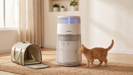 New cat exploring a clean room with air purifier running and empty carrier on floor