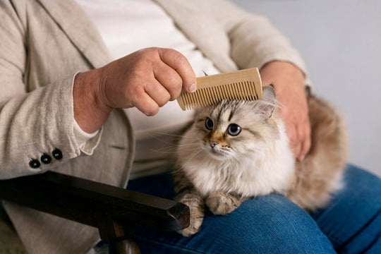 Owner brushing long-haired cat to manage shedding season fur
