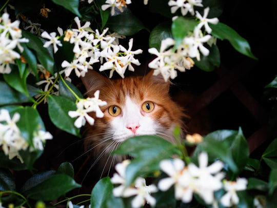 Cat Dander vs Pollen: Which One Is Actually Triggering Your Symptoms?