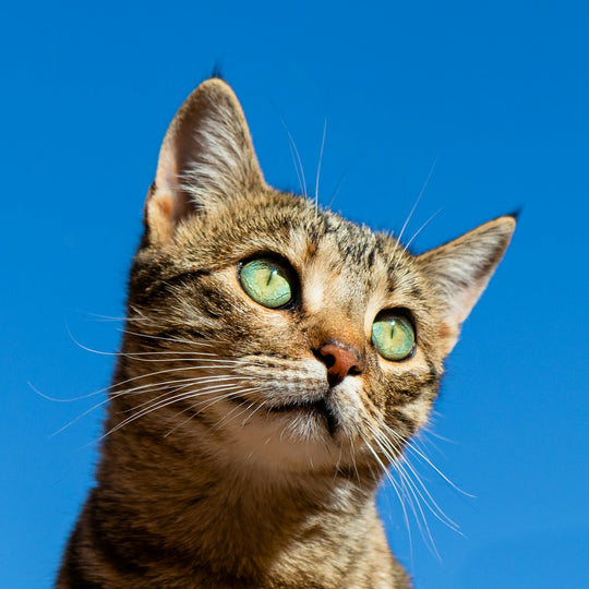Cat sitting indoors - cat allergies and air quality