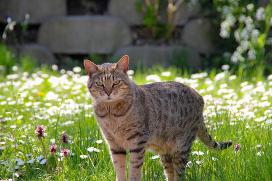 Spring Allergies Are Peaking: How to Tell If It's You or Your Cat