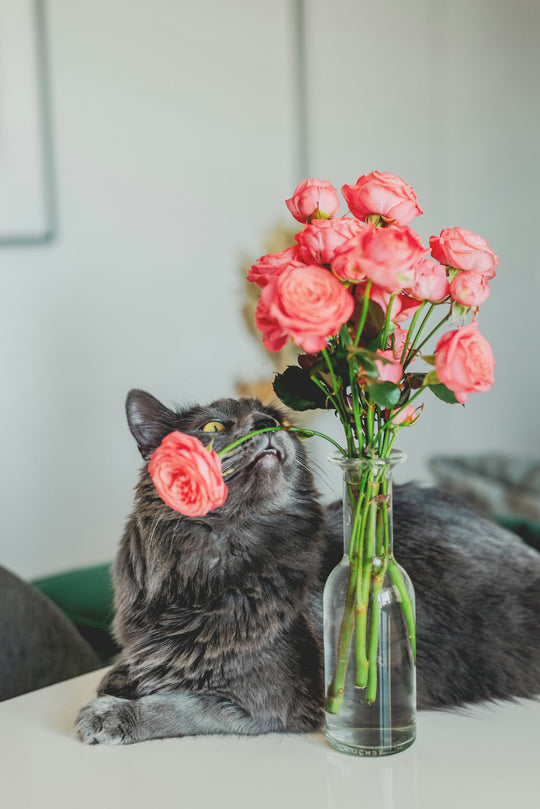 The Best Mother's Day Gift for Cat Moms? Clean Air