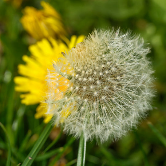 Grass Pollen Season Is Coming: How to Prepare