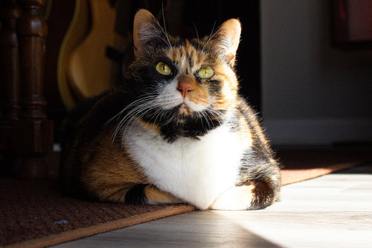 National Pet Month: 5 Ways to Be a More Responsible Cat Owner