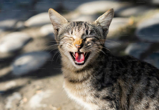 Does Your Cat Have Asthma? 5 Signs Every Owner Should Know